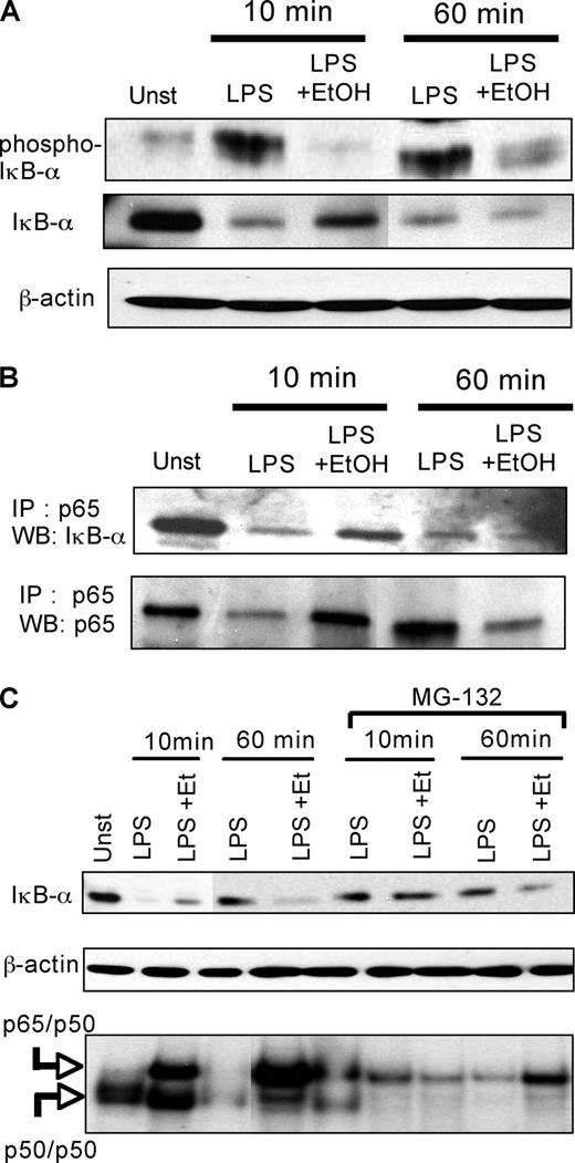FIGURE 2. Alcohol decreases phosphorylation but delays degradation of IκBα. A, CHO-CD14 cells were unstimulated (Unst) or stimulated with LPS (100 ng/ml) in the presence or absence of 25 mM ethanol (EtOH) at the times indicated. Cytoplasmic extracts were prepared and immunoblotted with phospho-IκBα, total IκBα, and β-actin. B, CHO-CD14 cells were stimulated with LPS (100 ng/ml) in the presence or absence of 25 mM ethanol at the times indicated. Cytoplasmic extracts were immunoprecipitated (IP) with anti-p65 Ab and analyzed by Western blot (WB) using the total IκBα Ab. C, CHO-CD14 cells were stimulated with LPS (100 ng/ml) in the presence or absence of 25 mM ethanol at the times indicated after pretreatment with or without 10 μM MG-132. Cytoplasmic extracts were prepared and immunoblotted with the total IκBα Ab and β-actin. NF-κB binding in the nuclear extracts of the corresponding samples was determined by EMSA.