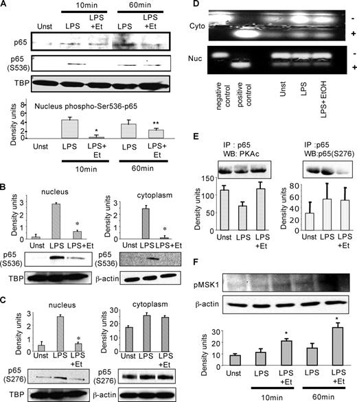 FIGURE 3. LPS-mediated phosphorylation of p65 is inhibited by acute alcohol exposure. A, Nuclear extracts from human monocytes unstimulated (Unst) or stimulated with LPS (100 ng/ml) in the presence or absence of 25 mM ethanol (EtOH) at the times indicated were prepared and immunoblotted with phospho-p65 (Ser536, S536) initially and stripped and blotted with total p65. The membranes were re-stripped and blotted for TBP to demonstrate equal loading. A representative gel for phospho-p65 (Ser536-p65) and total p65 is shown from a total of six individuals. Data represent average mean density ± SE of phospho-p65 (Ser536) levels from a total of n = 6 individuals. *, p < 0.001; **, p < 0.01 compared with LPS. B, Nuclear and cytoplasmic extracts from human monocytes stimulated with LPS (100 ng/ml) in the presence or absence of 25 mM ethanol for 60 min were prepared and immunoblotted with phospho-p65 (S536). The membranes were stripped and blotted for TBP for nuclear blots and β-actin for cytoplasmic blots to demonstrate equal loading. Data represent average mean density ± SE of phospho-p65 (S536) levels of a total of n = 6 individuals. *, p < 0.001 compared with LPS. C, Nuclear and cytoplasmic extracts from human monocytes stimulated with LPS (100 ng/ml) in the presence or absence of 25 mM ethanol (Et) for 60 min were prepared and immunoblotted with phospho-p65 (S276). The membranes were stripped and blotted for TBP for nuclear blots and β-actin for cytoplasmic blots to demonstrate equal loading. Data represent average mean density ± SE of phospho-p65 (Ser276) levels of a total of n = 6 individuals. *, p < 0.01, compared with LPS. D, PKA assay. Nuclear (Nuc) and cytoplasmic (Cyto) extracts from human monocytes stimulated with LPS (100 ng/ml) in the presence or absence of 25 mM ethanol (Et) for 60 min were incubated as described under standard PKA assay described in Materials and Methods. Phosphorylated peptide migrated toward the anode (+), whereas nonphosphorylated peptide migrated toward the cathode (−). The representative gel of a total of four experiments was photographed on a transilluminator. Positive control of 10 ng of cAMP-dependent PKAc subunit and negative control of no PKAc subunit are used. E, Human monocytes were stimulated with LPS (100 ng/ml) in the presence or absence of 25 mM ethanol for 60 min. Whole cell extracts were immunoprecipitated (IP) with anti-p65 Ab and analyzed by Western blot (WB) using the total PKAc Ab (left) or the phospho-p65 (S276) Ab (right). Data represent average mean density ± SE of PKAc or phospho-p65 (S276) levels from a total n = 3 individuals. F, Whole cell extracts from human monocytes stimulated with LPS (100 ng/ml) in the presence or absence of 25 mM ethanol for 10 and 60 min were prepared and immunoblotted with phospho-MSK-1 Ab. The membranes were stripped and blotted for β-actin to demonstrate equal loading. Data represent average mean density ± SE of phospho-MSK-1 levels of a total of n = 3 individuals. *, p < 0.05 compared with LPS.