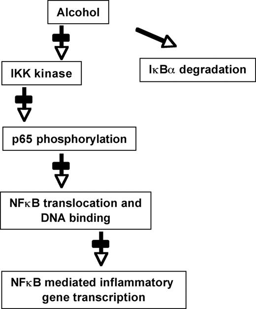 FIGURE 5. Illustrating the effects of acute alcohol exposure on NF-κB regulation. Acute alcohol treatment inhibits IKKα or IKKβ activity and p65 phosphorylation to modulate NF-κB mediated transcriptional activity independent of IκBα degradation.