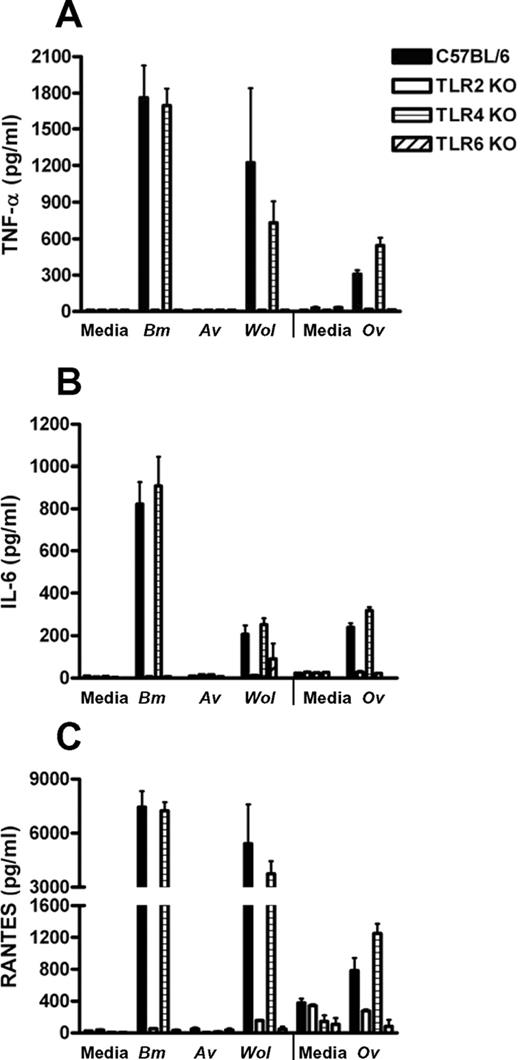 FIGURE 3. Murine macrophage responses to isolated Wolbachia and filarial extracts from Brugia malayi and Onchocerca volvulus but not Acanthocheilonema viteae are dependent on TLR2 and use the coreceptor TLR6. Peritoneal macrophages from wild-type C57BL/6 or TLR2, TLR4, or TLR6 gene knockout mice were stimulated in vitro with soluble extracts of adult B. malayi (Bm), A. viteae (Av) worms (without Wolbachia), or isolated Wolbachia (Wol) bacteria (from O. ochengi) and cytokine responses were measured after an overnight incubation. A separate experiment using O. volvulus (Ov) extract is shown. Murine TNF-α responses (A), murine IL-6 responses (B), and murine RANTES responses (C) are shown. B. malayi: p < 0.01 for TLR2−/−, TLR6−/− compared with wild-type for TNF-α, IL-6, and RANTES responses; O. volvulus: p < 0.001 for TLR2−/−, TLR6−/− for TNF-α, IL-6 and p < 0.05 for TLR2−/−, TLR6−/− for RANTES responses; and Wolbachia: p < 0.05 for TLR2−/− for IL-6, whereas TNF-α responses were undetectable for TLR2−/− and TLR6−/− macrophages. All other conditions showed no significant difference from wild-type mice (p ≥ 0.05). Stimulation with TLR control ligands produced the expected responses (data not shown).
