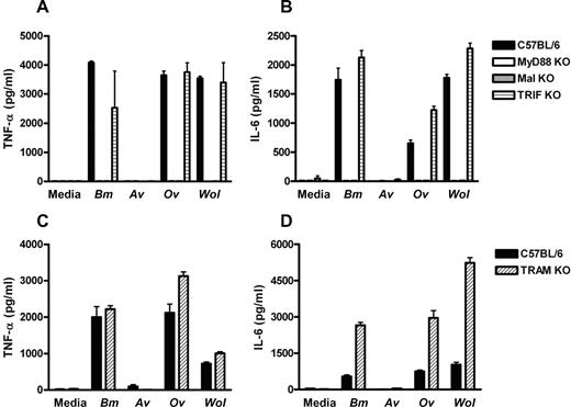 FIGURE 4. Inflammatory responses to filarial extracts or isolated Wolbachia bacteria are dependent on MyD88 and Mal. Peritoneal macrophages from C57BL/6 or adaptor molecule gene knockout mice were stimulated in vitro with a soluble extract of adult worms or isolated Wolbachia bacteria (from Onchocerca ochengi). Cytokine responses were measured by ELISA after an overnight incubation. TNF-α (picograms per milliliter) (A and C) and IL-6 (picograms per milliliter) (B and D) are shown. Brugia malayi and Onchocerca volvulus, p < 0.01 for MyD88−/−, Mal−/− for TNF-α and IL-6 compared with wild-type. Wolbachia, p < 0.01 for MyD88−/−, Mal−/− for TNF-α and IL-6 and p < 0.05 for TRIF−/− for IL-6 compared with wild-type. All other conditions showed no significant difference from wild-type mice (p ≥ 0.05).