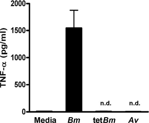 FIGURE 5. Reduction of Wolbachia in filarial worms results in loss of inflammatory response. Peritoneal macrophages from C57BL/6 mice were stimulated in vitro with a soluble extract of adult worms of Brugia malayi collected from gerbils treated with tetracycline (tetBm) or from untreated gerbils (Bm) or A. viteae worms (Av). TNF-α responses were measured by ELISA after an overnight incubation. n.d., Not detected. Stimulation with TLR control ligands produced the expected responses (data not shown).