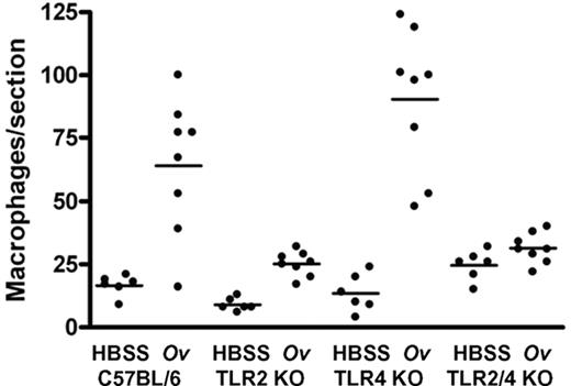 FIGURE 6. Macrophage recruitment to the cornea in response to filarial extracts is dependent on TLR2 but not TLR4. Wild-type C57BL/6 or TLR2, TLR4, or TLR2/4 deficient mice were injected with Onchocerca volvulus (Ov) soluble extract or saline. The total number of macrophages (stained with a mAb against F4/80) per 5-μm section of cornea (after 24 h stimulation) is shown. Each data point represents a single cornea. p = 0.0013 for TLR2−/−; p > 0.05 for TLR4; p = 0.005 for TLR2/4 compared with wild-type mice.