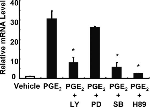 FIGURE 6. Inhibition of PKA, p38 MAPK, or PI3K suppresses PGE2-induced mTREM-1 expression by RPM. RPM were pretreated with or without LY294002 (20 μM), PD98059 (30 μM), SB203580 (20 μM) H-89 (20 μM) for 30 min, and then were incubated with PGE2 (1 μM) for 1 h. The mTREM-1 mRNA level was determined by quantitative real-time PCR. Data are expressed as the mean ± SD of triplicate determinations. ∗, p < 0.01 vs PGE2-stimulated RPM by Student’s unpaired t test.
