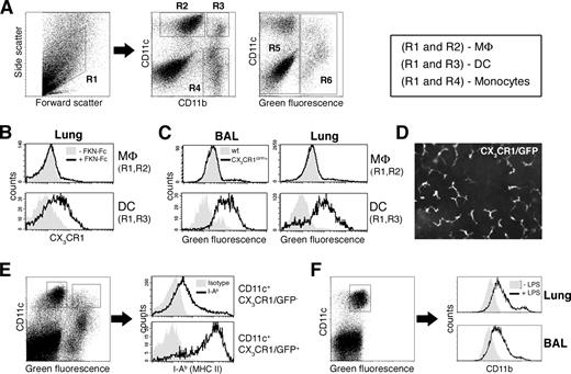 FIGURE 1. CX3CR1/GFP expression by lung and alveolar mononuclear phagocytes. A, Flow cytometric analysis of lung cells of cx3cr1gfp/+ mouse. Cells were isolated and analyzed for expression of CD11c, CD11b, and green fluorescence. Left panel, Forward/side light scatter gate for living cells (R1). Middle dot plot, CD11c/CD11b expression pattern of cells of R1 gate and mononuclear phagocyte gates used in this study: CD11c+CD11b− (R2, MΦ), CD11c+CD11b+ (R3, DC), and CD11c−CD11b+ (R4, monocytes) cells. Right dot plot, GFP expression of cells gated in R1 region and position of R5 (CX3CR1/GFP negative) and R6 (CX3CR1/GFP positive). Abs used were PE-coupled anti-CD11c and PerCP-conjugated anti-CD11b. B, FACS analysis of CX3CR1 expression by lung MΦ (upper panel) and DC (lower panel) of cx3cr1gfp/+ mouse. Cells were either stained with Fc-coupled CX3CR1 ligand (FKN-Fc), followed by Cy5-conjugated anti-Fc (+FKN-Fc, empty histogram), or with Cy5-conjugated anti-Fc alone (−FKN-Fc, gray filled histogram), followed by PE- and PerCP-coupled Abs against CD11c and CD11b, respectively. DC and MΦ were defined as cell gated in R1,R3 and R1,R2, respectively (as shown in A). C, FACS analysis of CX3CR1/GFP expression by pulmonary MΦ and DC. Cells isolated from either BAL (left panels) or lungs (right panels) of cx3cr1gfp/+ (empty histogram) and wt (gray filled histogram) mice were analyzed for their green fluorescence intensity. DC and MΦ were defined as cells gated in (R1 and R3) and (R1 and R2), respectively (as shown in A). D, Live imaging of cx3cr1gfp/+;rag1−/− mouse lung by fluorescent microscopy showing GFP-labeled cells with DC morphology. E, FACS analysis of MHC class II (I-Ab) expression by CD11c+CX3CR1/GFP− (MΦ) and CD11c+CX3CR1/GFP+ cells (DC) (upper and lower panels, respectively). Cells were isolated from a lung of cx3cr1gfp/+ mouse, and stained with either anti I-Ab Ab (empty histograms) or isotype control (gray filled histograms). Histograms show cells gated, as indicated in dot plot. F, CD11b expression by lung and alveolar MΦ of untreated and endotoxin-treated mice. Histograms show CD11b expression by CD11c+ autofluorescent lung and BAL wt cells (MΦ) (gated as indicated in dot plot) of untreated (gray filled histograms) and LPS-treated (200 ng i.t. on day 1; empty histograms) wt mice.