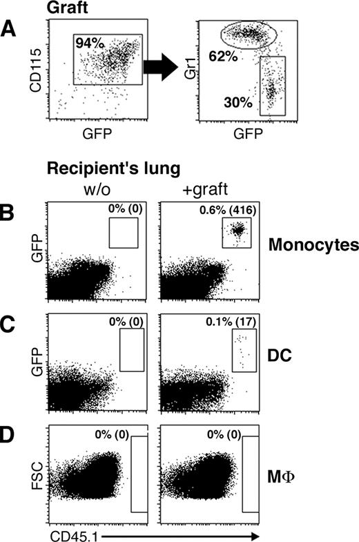 FIGURE 2. Grafted peripheral blood monocytes give rise to lung DC, but not MΦ in untreated recipient mice. A, FACS analysis of representative MACS-enriched CD115+ cell graft isolated from cx3cr1gfp/+;CD45.1 donor blood. Note presence of Gr1highCX3CR1/GFPint and Gr1lowCX3CR1/GFPhigh monocyte subsets. B–D, Lungs of untreated monocyte recipients, day 4 after transfer. CD45.2 wt recipients either received CX3CR1/GFP+ CD45.1 blood CD115+ graft (106 cells, +graft) or no graft (w/o) on day 0. Lung monocytes (B, CD11c−CD11b+ cells gated according to Fig. 1A (R1 and R4)), DC (C, CD11c+CD11b+ cells gated according to Fig. 1A (R1 and R3)), and MΦ (D, CD11c+CD11b−CX3CR1/GFP− cells gated according to Fig. 1A (R1, R2, and R5)) were analyzed on day 4 for graft-derived cells. Numbers indicate percentage of graft-derived cells (CX3CR1/GFP+CD45.1+ or CD45.1+) of total gated population and their absolute numbers (in parentheses). Data show one representative of three independent experiments involving one to two recipients per group.