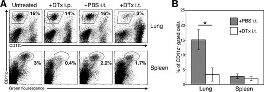 FIGURE 3. In vivo depletion of lung CD11c:DTR transgenic CD11c+ cells, but not splenic CD11c+ cells, upon i.t. instillation of DTx. CD11c:DTR mice were treated with DTx either i.p. (4 ng/gr, +DTx i.p.) or i.t. (100 ng, +DTx i.t.). Control littermates were either treated with PBS i.t. (+PBS i.t.) or left untreated. Lungs and spleens were analyzed 1 day after treatments. A, FACS analysis of lung cells for CD11c and CD11b expression (upper panels) and spleen cells for CD11c+ and GFP expression (lower panels). Numbers indicate percentage of gated cells from total cells. B, Bar diagram summarizing percentages of CD11c+ spleen and lung cells (gated as in A) of mice treated i.t. with either DTx (100 ng) or PBS. Mice were analyzed 1 day after treatments. n = 4. ∗, p < 0.005 (two-tailed Student’s t test).