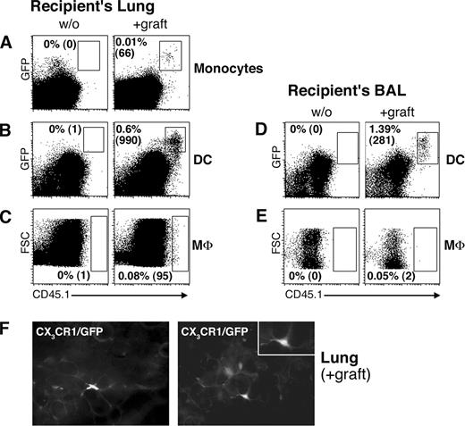 FIGURE 4. Grafted peripheral blood monocytes give rise to lung DC and MΦ in mononuclear phagocyte-depleted recipient mice. A–E, DTx-treated CD11c:DTR monocyte recipient lung, day 4 after transfer. CD11c:DTR;CD45.2 mice pretreated i.t. with DTx (100 ng, day 0) either received cx3cr1gfp/+;CD45.1 CD115+ blood monocyte graft (106 cells, +graft) or no graft (w/o) 2 h after DTx treatment. Lung monocytes (A, CD11c−CD11b+ cells gated according to Fig. 1A (R1 and R4)), DC (B, CD11c+CD11b+ cells gated according to Fig. 1A (R1 and R3)), and MΦ (C, CD11c+CD11b−CX3CR1/GFP− cells gated according to Fig. 1A (R1, R2, and R5)), as well as BAL DC (D, CD11c+CD11b+ cells gated according to Fig. 1A (R1 and R3) and MΦ (E, CD11c+CD11b−CX3CR1/GFP− cells gated according to Fig. 1A (R1, R2, and R5)) were analyzed on day 4 for graft-derived cells. Numbers indicate percentage of graft-derived cells (CX3CR1/GFP+CD45.1+ or CD45.1+) of total population and their absolute numbers (in parentheses). Data show representative results of three independent experiments involving one to two mice per group. F, Histological analysis of DTx-treated monocyte recipient lung. CD11c:DTR mouse was treated with DTx i.t. (100 ng, day 0) and received CX3CR1GFP blood monocyte graft 2 h later, as previously described. Pictures show green fluorescent cells with DC morphology in different areas of recipient lung.