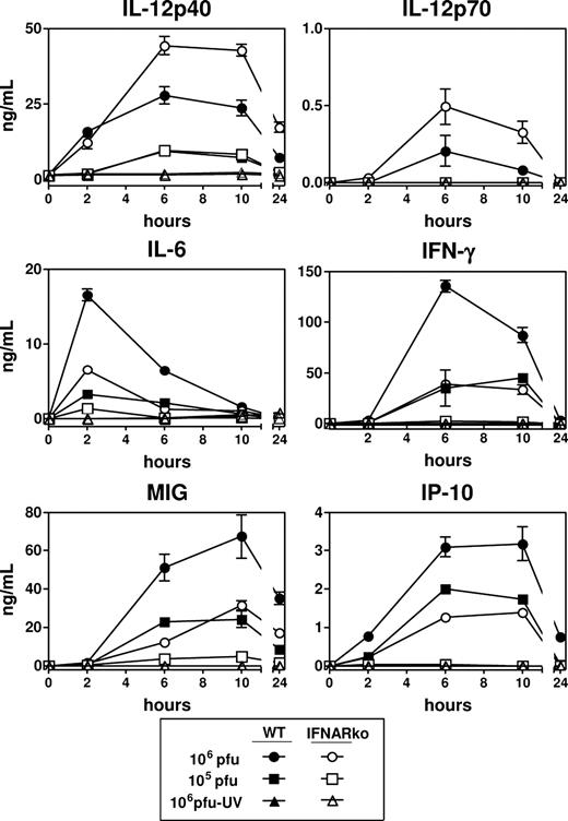 FIGURE 8. In vivo production of inflammatory cytokines in response to BVs. 129Sv and IFNARko mice were injected with untreated (106 or 105 PFU) or UV-treated (106 PFU) BVs, and the sera harvested at various time points were titrated for IL-12p40, IL-12p70, IL-6, IFN-γ, MIG, and IP-10 by in-house ELISA (IL-12p40, IL-12p70, IL-6, and IFN-γ) or commercial kits (MIG and IP-10). For in-house ELISA, we used purified anti-IL-12p40 (C15.6), anti-IL-12p70 (9A5), anti-IL-6 (MP5-20F3), and anti-IFN-γ (R4-6A2) mAbs for coating and biotinylated anti-IL-12p40/p70 (C17.8), anti-IL-6 (MP5-32C11), and anti-IFN-γ (XMG1.2) mAbs as secondary mAbs. Results are expressed as means ± SEM for five mice per group and are representative of two independent experiments.