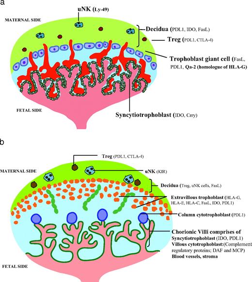 FIGURE 1. Cells and molecules involved in fetomaternal tolerance in mouse and human placenta. Diagrammatic presentation of anatomy of mouse (a) and human (b) placenta with location of various molecules involved in fetomaternal tolerance (see text for description).