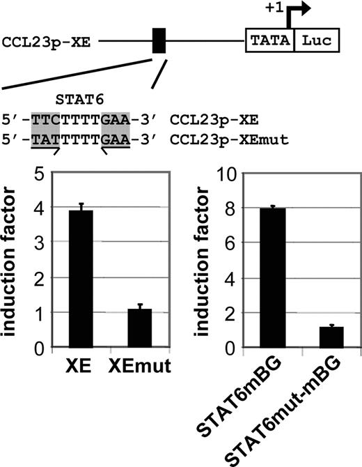 FIGURE 3. The CCL23 STAT6 site is required for IL-4 induction of the CCL23 promoter. Top, The schematic structure of the CCL23p-XE reporter plasmid is shown. The black box denotes the position of the STAT6 site. Below, the sequence of the wild-type (CCL23p-XE) and mutated STAT6 site (CCL23p-XEmut) is indicated. Left graph, The IL-4 response of the two CCL23 promoter plasmids. Right graph, The cytokine inducibility of the STAT6 site in the absence of additional CCL23 promoter elements. One representative of six experiments is shown.