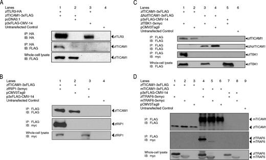 FIGURE 5. Zebrafish TICAM1 associates with TLR3, RIP1, and TBK1, but not TRAF6. A, Zebrafish TICAM1 (middle panel, lane 1) coimmunoprecipitates with zebrafish TLR3 (top panel, lane 1). B, Zebrafish RIP1 (middle panel, lane 1) coimmunoprecipitates with zebrafish TICAM1 (top panel, lane 1). C, Zebrafish TBK1 (lower middle panel, lane 1) coimmunoprecipitates with zebrafish TICAM1 (top panel, lane 1). Zebrafish TICAM1 lacking the N-terminal residues (top middle panel, lane 3) fails to associate with zebrafish TBK1 (lower middle panel, lane 3), despite evidence of strong expression in whole cell lysates. D, Zebrafish TRAF6 (middle panel, lanes 1) fails to coimmunoprecipitate with zebrafish TICAM1 (top panel, lane 1), despite strong expression levels in the whole cell lysate (bottom panel, lane1). Similarly, mouse TRAF6 fails to coimmunoprecipitate with zebrafish TICAM1 (top panel, lane 2), despite strong expression levels in the whole cell lysate (bottom panel, lane 2). Mouse TICAM1 coimmunoprecipitates with both zebrafish TRAF6 (middle panel, lane 4) and mouse TRAF6 (middle panel, lane 5).