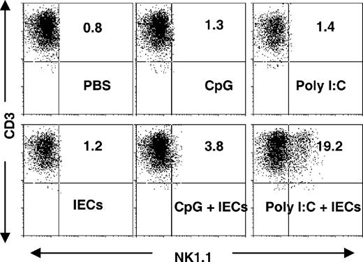 FIGURE 4. Poly(I:C) induces CD3+NK1.1− IELs to acquire NK1.1 marker in vitro in the presence of IECs. IELs and IECs were isolated from B6 mice. IELs were incubated with FITC-anti-NK1.1 and CY-anti-CD3 at 4°C for 1 h and sorted on a FACSVantage sorter (BD Biosciences). Then, equal numbers of IECs and sorted CD3+NK1.1− IELs were cultured in the presence of PBS, CpG, or poly(I:C) for 24 h. After incubation, cells were subjected to flow cytometry analysis, and the percentage of CD3+NK1.1+ IELs is shown. Values are shown in means ± SEM from three independent experiments.
