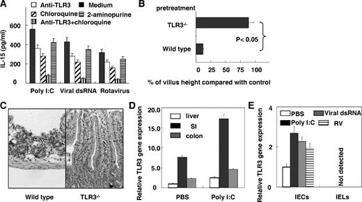 FIGURE 8. Poly(I:C) or viral dsRNA induces severe mucosal injury via TLR3-dependent manner. A, IECs were treated with poly(I:C) (100 μg/ml), viral dsRNA (25 μg/ml), or rotavirus for 48 h in the presence of indicated reagents, and the supernatants were collected for measuring IL-15. B and C, TLR3−/− and wild-type mice were treated with poly(I:C), and 12 h later, morphometric analysis of villous height (n = 3; B) and representative photographs for H&E-stained paraffin-embedded sections (n = 3, original magnification, ×200; C) are shown. D, The mRNA levels of TLR3 from the liver, small intestine (SI), and colon of B6 mice (n = 3) treated with PBS or poly(I:C) for 1 h were determined by quantitative PCR. Results are shown as the relative increase of expression of TLR3 compared with β-actin. Gene expression values were then calculated based on the ΔΔCt method, using the mean of liver of PBS-treated mice as calibrator. RQs were determined using the equation: RQ = 2−̂ΔΔCt. E, IELs and IECs were incubated for 3 h in the presence of poly(I:C), viral dsRNA, or for 12 h in the presence of rotavirus, then the mRNA levels of TLR3 were determined by quantitative PCR. Results are shown as the relative increase of expression of TLR3 compared with β-actin. Gene expression values were then calculated based on the ΔΔCt method, using the mean of PBS-treated IECs as calibrator. RQs were determined using the equation: RQ = 2−̂ΔΔCt. Values in A, B, D, and E are shown as means ± SEM from three independent experiments.