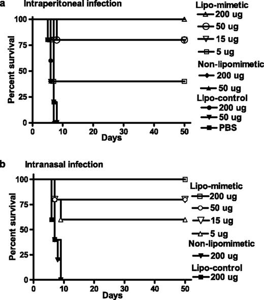 FIGURE 1. IFN-γ95–132 protects mice against vaccinia virus infection. a, i.p. route of infection with vaccinia virus. C57BL/6 mice (n = 5) were injected i.p. on days −2, −1, and 0 with the following peptides: Lipo-IFN-γ95–132 was given at 200 μg (▵), 50 μg (○), 15 μg (▿), or 5 μg (□). ▪, PBS-injected control. Control peptide lipo-IFN-γ (95–125) was given at 200 μg (•) or 50 μg (▾). Non-lipo-IFN-γ95–132 was given at 200 μg (♦) or 50 μg (▴). On day 0, mice were injected i.p. with 107 PFU of vaccinia virus in a volume of 100 μl with PBS. Survival was followed for >50 days. The significance of difference between different treatment groups was measured by log rank survival method, which gave p values of 0.002, 0.004, 0.009, and 0.03 for administration of 200, 50, 15, and 5 μg per mouse of lipo-mimetic vs the control lipopeptide. b, Intranasal route of infection with vaccinia virus. Mice (n = 5) were injected i.p. with the following peptides. Lipo-IFN-γ95–132 was given at 200 μg (□), 50 μg (○), 15 μg (▿), or 5 μg (▵). Control peptide, lipo-IFN-γ (95–125) (▪), or nonlipophilic IFN-γ95–132 (▾) were given at 200 μg. On day 0, mice were given 106 PFU of vaccinia virus in a volume of 10 μl intranasally. Survival was followed for 50 days. The significance of difference between different treatment groups was measured by log rank survival method, which gave p values of 0.0018, 0.0045, 0.012, and 0.03 for administration of 200, 50, 15, and 5 μg/mouse of lipomimetic vs the control lipo-peptide.