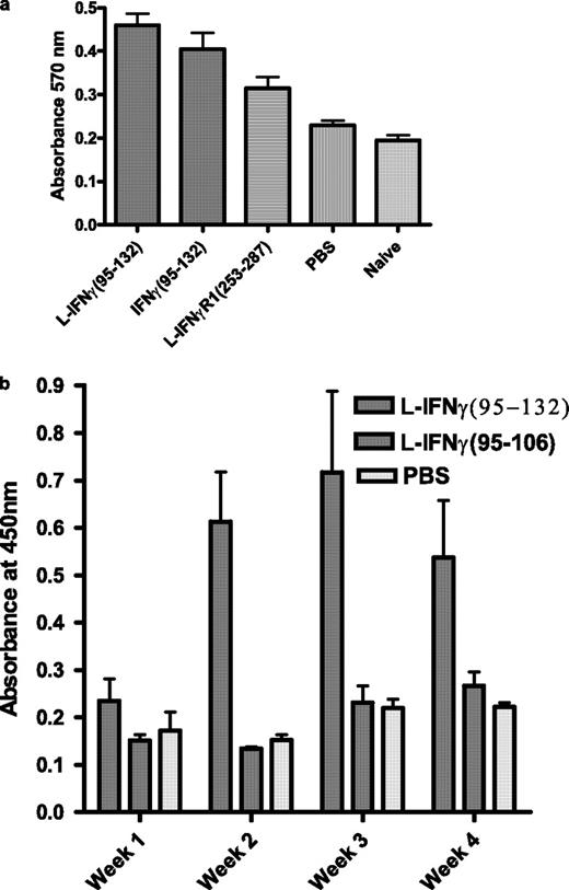 FIGURE 5. Adjuvant effect of IFN-γ mimetic for vaccinia virus and BSA response. a, Mice (n = 5) were infected intranasally with vaccinia virus in the presence of lipo (L)-IFN-γ95–132, IFN-γ95–132, control peptide, or PBS. Proliferation in the presence of purified inactivated vaccinia virus was determined 48 h later by using Alamar blue dye (25 ). Statistical measurements using the Wilcoxon-Mann-Whitney rank sum test indicated p < 0.05 for mimetic vs control. b, Mice (C57BL/6, n = 5) were immunized using BSA as an Ag in the presence of lipo-IFN-γ95–132, control peptide, or PBS. On the weeks indicated, blood was drawn from mice and measured for the presence of BSA-specific Abs in an ELISA format. The values represent the average with SD. p < 0.05 was obtained for the lipo-mimetic- vs the PBS-treated group.