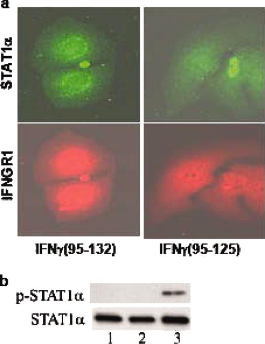 FIGURE 7. IFN-γ mimetic treatment results in activation of STAT1α and nuclear translocation of STAT1α and IFNGR1. a, Nuclear translocation of STAT1α and IFNGR1. WISH cells treated with 10 μM lipo-IFN-γ95–132 (left columns), or lipo-IFN-γ (95–125) (right columns) were stained simultaneously with Abs to STAT1α and IFNGR1. Secondary Abs to STAT1α conjugated to Alexa 594 (top row), or to IFNGR1 conjugated to Cy-2 (bottom row) were used and analyzed by fluorescence microscopy. b, Phosphorylation of STAT1α by IFN mimetic. Cell extracts from WISH cells, untreated (lane 1), control peptide treated (lane 2), or IFN mimetic treated (lane 3) were electrophoresed, transferred to Immobilon-P, and probed with an Ab to phospho-STAT1α (top row). The filter was stripped and reprobed with an Ab for total STAT1α (bottom row) to ensure equal loading of protein.