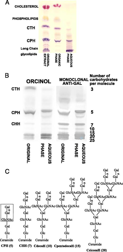 FIGURE 1. Characterization of rabbit RBC glycolipids by TLC and immunostaining with the monoclonal anti-Gal, Gal-13. A, TLC separation of rabbit RBC glycolipids as demonstrated by nonspecific orcinol staining. After partition, ceramide trihexoside (CTH), which lacks α-gal epitopes, is found in the organic phase. Ceramide pentahexoside (CPH; with five carbohydrates) and larger glycolipids dissolved preferentially in the aqueous phase. B, Comparison of nonspecific orcinol staining and immunostaining by monoclonal anti-Gal indicates that glycolipids with 5–25 carbohydrates all have α-gal epitopes that bind anti-Gal (ceramide heptahexoside (CHH); with seven carbohydrates) C, Structures of the α-gal glycolipids with five, seven, 10, 15, and 20 carbohydrates in B. The α-gal epitope on ceramide pentahexoside (CPH), marked by the broken line rectangle, caps all other glycolipid chains (from Ref. 43 44 45 46 47 ).