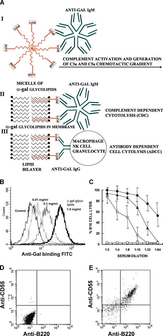 FIGURE 2. Insertion of α-gal glycolipids into the lipid bilayer of tumor cell membranes and resulting CDC. A, Outcomes of anti-Gal/α-gal glycolipid interaction in tumors. I, Complement activation and chemotactic gradient formation following anti-Gal IgM binding to the multiple α-gal epitopes on α-gal glycolipid micelles. II, The insertion of α-gal glycolipids into cell membranes and the subsequent binding of anti-Gal IgM to α-gal epitopes on tumor cells induce CDC. III, Anti-Gal IgG binding to α-gal epitopes of membrane-inserted α-gal glycolipids induces ADCC. B, Flow cytometry analysis of B16 cells incubated with 0.01, 0.1, or 1.0 mg/ml α-gal glycolipids or no glycolipids (Control) followed by incubation with FITC anti-mouse IgG. C, CDC of B16 cells by serum anti-Gal following incubation with 1 mg/ml α-gal glycolipids. •, Mouse serum containing anti-Gal and rabbit complement; ○, mouse serum without rabbit complement; ▴, human serum; □, control B16 cells incubated with mouse serum and rabbit complement or with human serum (mean ± SD of four experiments). D, Double staining of B16 cells with anti-CD55 and anti-B220 as the B cell marker. E, Double staining of mouse spleen lymphocytes with anti-CD55 and anti-B220.