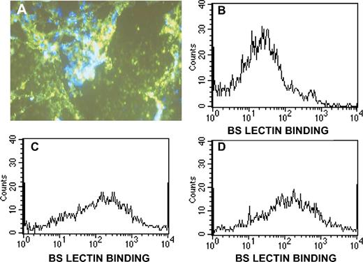 FIGURE 3. In vivo insertion of α-gal glycolipids into B16 lesions as determined by binding of FITC-BS lectin. A, Tumor lesion injected with 1.0 mg of α-gal glycolipids, resected after 24 h, sectioned, washed with acetone, and stained with BS lectin. Cells expressing α-gal epitopes are found near a region devoid of cells. This absence of cells may result from the disruption of the tissue by injected α-gal glycolipids solution (blue 4′,6′-diamidino-2-phenylindole (DAPI)-stained nuclei) (original magnification, ∼400). B–D, Tumor cells were obtained 48 h after injection, stained with BS lectin, and subjected to flow cytometry. B, PBS-injected tumor. C and D, Tumors injected with α-gal glycolipids.