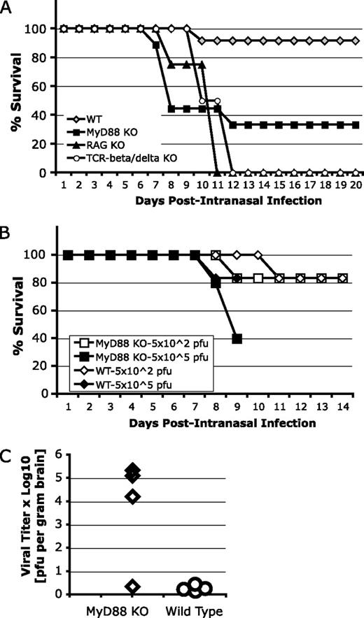 FIGURE 1. MyD88 KO mice were more susceptible to intranasal VSV infection. A, Age-matched groups of male mice (WT = 35, MyD88 KO mice = 33, RAG-1 KO mice = 8, TCR-βδ KO = 4) were intranasally infected as described in Materials and Methods. The hind limb paralysis and death were recorded, and data were shown as percentage of survival per group up to day 20 postintranasal infection. Data are representative of four experiments for both WT and MyD88 KO mice, two experiments for RAG1 KO mice and one for TCR-βδ KO mice. B, Age-matched groups of MyD88 KO and WT male mice were intranasally infected with the following doses of VSV: 5 × 102 PFU (n = 6 for both strains); 5 × 105 PFU (n = 6 for WT, n = 5 for MyD88 KO mice). The hind limb paralysis and death were recorded, and data were shown as percentage of survival per group up to day 14 postintranasal infection. Mice were sacrificed on day 9 postinfection for the analysis of the CD4+ T cell response and the virus titers. C, On day 9 postintranasal VSV (5 × 105 PFU) infection, the brains of both MyD88 KO and WT mice (n = 4 for both strain) were collected. The levels of VSV were determined by plaque assay. Results are shown as PFU per gram of tissue.
