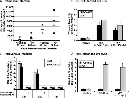 FIGURE 2. Intranasal VSV infection induced much lower levels of type 1 IFNs in MyD88-deficient mice compared with WT control, but type 1 IFNs induction by i.v. VSV infection is MyD88 independent. A, MyD88-deficient and WT control mice were intranasally infected with 5 × 105 PFU of VSV. Serum samples were collected at different time points as indicated. The activity of type I IFN in sera was tested by an antiviral bioassay (inhibition of VSV-induced cytopathic effect in NCTC929 cells), and the level of type 1 IFN in individual mouse was shown (n = 6 per group) (A). ∗, p = 0.087. B, MyD88 KO and WT control mice were infected with 1 × 106 PFU of VSV i.v. Sera were collected at different time points as indicated. The activity of type I IFN in sera was tested by an antiviral bioassay. Data are means ± SD of duplicate wells. Results were shown as units per milliliter. A comparison of levels of IFN-α between WT and MyD88-deficient mice revealed no significant differences (p > 0.05). Representative of two separate experiments (n = 6 for each group). C, Conventional DCs: recombinant mouse GM-CSF-derived BM DCs were challenged with different doses of VSV at 37°C for 24 h and type 1 IFN activity was measured by bioassay. D, Plasmacytoid DCs: Flt3L-expanded BM pDCs were challenged with VSV at a multiplicity of infection of 5 (5 × 105 PFU) for 40 h. The activity of type 1 IFNs in the supernatants was determined by bioassay. Results are representative of three separate experiments. ∗, p < 0.05.