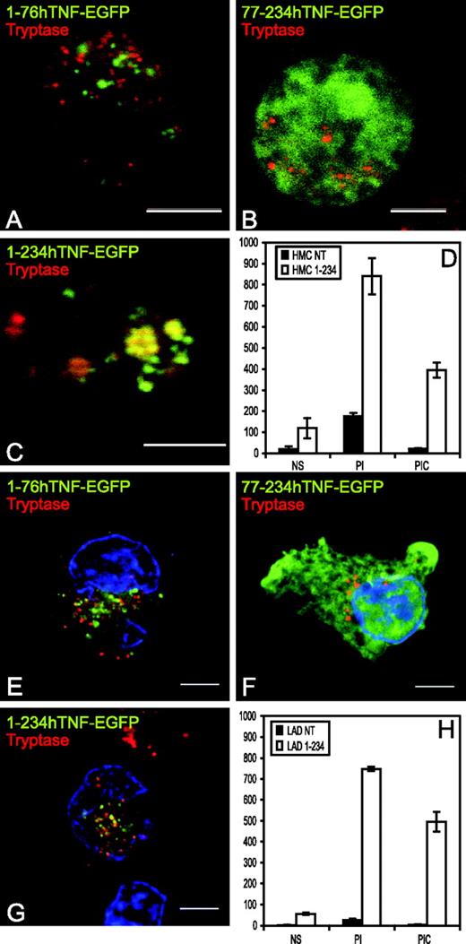 FIGURE 3. 1–234hTNF-EGFP is sorted to and released from mast cell granules. A–C, HMC-1 cells and LAD2 cells (E–G) were transfected with p1–76, p77–234, or p1–234hTNF-EGFP (green channel) and 24 h posttransfection fixed and stained for tryptase (red channel). Yellow, Colocalization. For LAD2 cells, nuclei are visualized by TO-PRO3 stain (blue channel). Representative confocal planes are shown. Bars, 5 μm. D and H, ELISA of the TNF release from HMC-1 and LAD2 cells, respectively. Nontransfected cells (NT), cells transfected with p1–234hTNF-EGFP (1–234). Stimuli: nonstimulated (NS), PMA/ionomycin (PI), PMA/ionomycin/cycloheximide (PIC). Supernatants for analysis were collected 60 min following stimulation. For detailed description, see text. Differences in TNF release resulting from transfection or treatments, measured at the 1 h time point, were statistically significant.