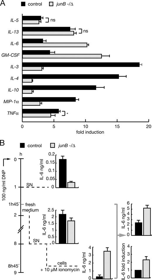 FIGURE 4. FcεRI-mediated induction of cytokine mRNAs in BMMC is JunB-dependent. A, Transcriptional induction of various cytokines in control and junB −/Δ BMMC was investigated 6 h post activation with 100 ng/ml DNP by quantitative RT-PCR analysis. Expression levels of cytokines were normalized to the housekeeping gene β-actin. The graph shows the fold-increase in expression. Data were obtained from three independent experiments that were each performed in triplicates. B, Determination of IL-6 protein secreted over time and stored in vesicles upon BMMC activation by cytometric bead array (CBA) analysis. Left panels, levels of secreted IL-6 were measured in supernatants (SN) of control and junB −/Δ BMMC at 1 h and subsequent medium change (at 1 h 45 min) at 8 h post IgE-mediated activation (middle panel), to determine the amount of vesicle stored IL-6, BMMC were harvested 8 h 45 min post stimulation and resuspended in medium containing 10 μM ionomycin to retrieve IL-6 from all secretory granules. Right panels, the amount of newly synthesized IL-6 as sum of protein measured in SN plus IL-6 retained within cytoplasmic granules is depicted as absolute numbers but also as fold induction over expression in control cells which was set to 1 (right panel, top). The data represent the means ± SEM of three independent experiments. (∗, p < 0.01, ns = not significant).