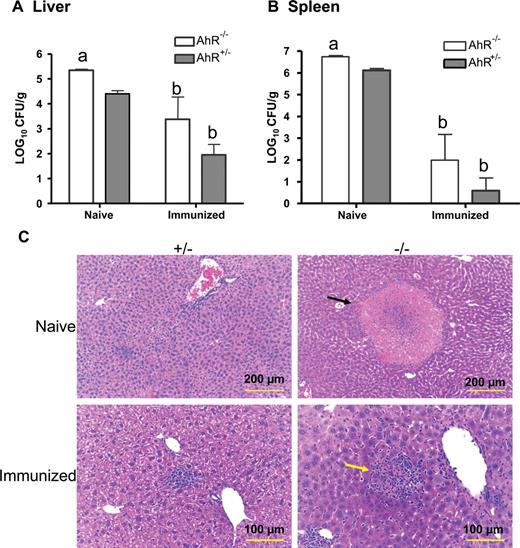 FIGURE 7. Immunized AhR−/− mice are protected against a second challenge with L. monocytogenes. Mice were injected i.v. with 8.5 × 102 CFU L. monocytogenes (immunized mice) or with PBS (naive control mice). Fifteen days later, immunized and naive mice were challenged i.v. with 3.0 × 104 and 3.0 × 103 CFU L. monocytogenes, respectively. The lower challenge dose for the naive mice was chosen to reduce deaths in the AhR−/− mice. Three days later, all mice were euthanized and the CFU of L. monocytogenes in the liver (A) and spleen (B) were determined. Data represent the mean ± SEM of 4 mice per group. a, Values of p < 0.05 in comparison to AhR+/− mice. b, p < 0.05 as compared with the corresponding phenotype of naive mice. Groups sharing the same letter (a or b) are not significantly different from each other. C, Representative histopathological changes in the livers of immunized and naive mice. Necrotic foci (indicated by the black arrow) were greater in size and number in AhR−/− naive mice. Larger inflammatory cell aggregates, surrounding necrotic debris (yellow arrow) were seen in immunized AhR−/− mice as compared with immunized AhR+/− mice.