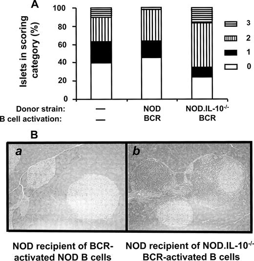 FIGURE 5. Transfusion of NOD BCR-stimulated B cells attenuates the severity of insulitis in recipient NOD mice. Formalin-fixed and H&E stained pancreata from each group of mice (n = 4) were examined for their stage of insulitis. A, The number of islets (≥30) in each category is reported as a percentage of the total islets observed. Scoring categories are as follows: 0, normal; 1, peri-insulitis (mononuclear cells surrounding islets and ducts but no infiltration of the islet architecture); 2, moderate insulitis (mononuclear cells infiltrating, <50% of the islet architecture); and 3, severe insulitis (>50% of the islet tissue infiltrated by lymphocytes). B, Representative islets from an NOD mouse recipient of NOD BCR-stimulated B cells (no insulitis) (a) and an NOD recipient of BCR-stimulated NOD.IL-10−/− B cells (invasive insulitis) (b) are shown.