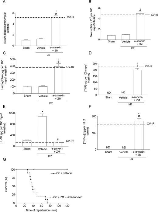 FIGURE 5. Combined treatment with a 5-lipoxygenase inhibitor and anti-ANXA-1 antiserum totally reverses the inflammatory hyporesponsiveness of germfree mice submitted to intestinal ischemia and reperfusion. Germfree (GF) mice were administered vehicle (PBS, 200 μl) or the combination of a polyclonal anti-ANXA-1 antiserum (a-ANXA-1, 200 μl) and the 5-lipoxygenase inhibitor ZM-230487 (ZM, 5 mg/kg). After 40 min of reperfusion, the intestine was removed and evaluated for plasma extravasation (μg of Evans blue/100 mg of tissue) (A), neutrophil influx (as assessed by measurement of myeloperoxidase activity) (B), hemorrhage (μg of hemoglobin/100 mg of tissue) (C), TNF-α (D), and IL-10 (pg of cytokine/100 mg of tissue) (E). TNF-α levels were also assessed in serum (F). The dashed lines across the graphs represent the mean of the relevant parameter when experiments were conducted in conventional (CV) mice. Results are the mean ± SEM of six animals in each group. ∗, p < 0.01 when compared with sham-operated mice; #, p < 0.01 when compared with vehicle-treated mice submitted to reperfusion injury. The number of animals that died after reperfusion in PBS and anti-ANXA-1/ZM-230487-treated GF mice is shown in G. There was no lethality in GF mice given vehicle. The anti-ANXA-1/ZM combined treatment induced a significant (p < 0.01) ethality when compared with vehicle-treated GF mice. There were at least 10 animals in each group.