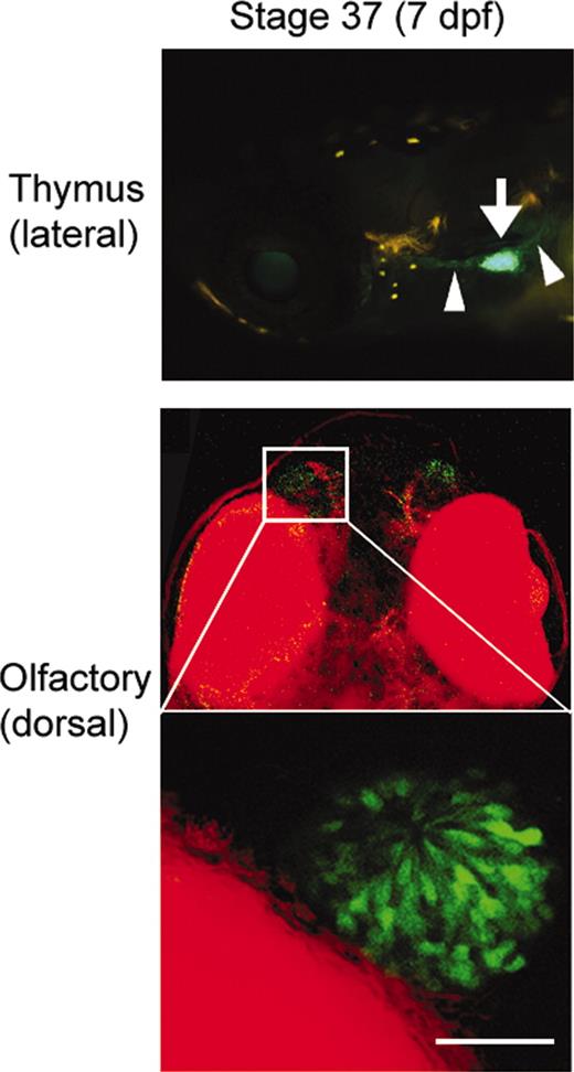 FIGURE 9. eGFP detection in rag1-egfp-transgenic medaka at embryonic stage 37 (7 dpf). eGFP signals (in green) at thymic region (arrow) were detected using a fluorescence dissection microscope (lateral view is at top). Arrowheads show that eGFP signals at stage 37 (7 dpf) are additionally detectable at the areas anterior and posterior to the thymus. Middle and lower images show confocal fluorescence of nasal region (dorsal views) at low (middle) and high (lower) magnification of the area enclosed. eGFP+ nasal cells with the appearance of olfactory sensory neurons were detectable, in agreement with the findings in zebrafish (49 ). Scale bar, 20 μm. Red signals in confocal microscopy images represent background transmission.