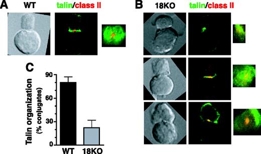 FIGURE 3. LFA-1 is required to organize talin into a pSMAC structure. A and B, WT (A) and CD18KO (B) T cell conjugates with Ag-pulsed A20 APC were stained for talin (green) and class II (red). The images are all orientated so that the T cell is the top cell in the conjugate. Differential interference contrast images are shown on the left. Note that the conjugates between A20 and either WT or CD18KO T cells exhibit a similar morphology, including a large cell:cell contact area. Midsection, deconvolved images, and three-dimensional projections of the immunofluorescent staining are shown in the middle and right, respectively. C, The frequency and SD of conjugates displaying an organized pSMAC structure. An organized pSMAC structure is based on the three-dimensional projections and is defined as a central localization of class II staining surrounded by a region of talin staining, with little or no colocalization of class II and talin. Note that in CD18KO T cells, class II was often not centralized (top conjugate in B) and talin was typically not excluded from the region of class II staining (top and middle conjugates in B). In the few CD18KO T cells that were scored as displaying an organized pSMAC structure in C, even though class II was centrally localized and did not colocalize with talin, talin was not efficiently recruited to the synapse and/or not well distributed across the pSMAC region (see bottom conjugate in B). The different frequencies of pSMAC formation between WT and CD18KO T cells were highly significant (p < 0.001, n = 30 for WT and n = 18 for CD18KO T cells).