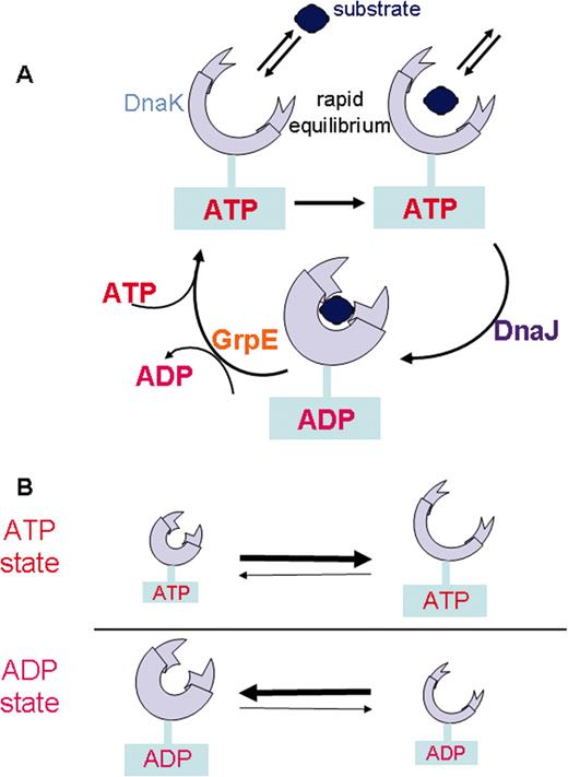 FIGURE 3. Dynamic model of interaction of DnaK with substrates. A, The peptide’s initial interaction with DnaK in the “open” conformation stimulates ATP hydrolysis by DnaJ and trapping of the peptide. A nucleotide exchange facilitated by GrpE allows the rebinding of ATP and an interaction with a new substrate. B, Model of ATP and ADP states of DnaK. In both states the substrate binding domain opens and closes periodically, the principal difference being the rate of transition between the two states. The size of the symbols represents the relative frequency of a given conformation within a population of DnaK proteins.
