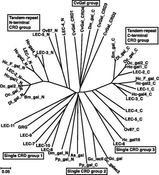 FIGURE 4. Phylogenetic analysis of invertebrate galectins. The unrooted tree constructed by the N-J distance method is shown. Sequences used to generate phylogenetic analysis are shown in Table II.