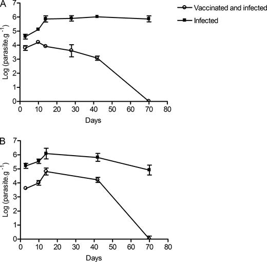 FIGURE 3. Vaccination of BALB/c mice with LiSIR2+/− parasites confers complete protection against a virulent challenge. Age-matched naive and 6-wk LiSIR2+/− mutant-vaccinated mice were challenged with 1 × 108 virulent L. infantum promastigotes and the parasite burden was followed in the spleen (A) and liver (B) of BALB/c mice for 70 days (10 wk). The data represent the means and SD of four animals analyzed individually and are representative of two independent experiments. At all points, p < 0.01.