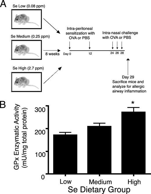 FIGURE 1. Dietary Se intake affects levels of GPX activity in mice. A, The experimental protocol used for this study involved feeding weanling mice diets that were either low (0.08 ppm), medium (0.25 ppm), or high (2.7 ppm) in Se. The mice were maintained on the special diets for 8 wk before the induction of allergic airway inflammation as well as throughout the remainder of the protocol. An established protocol involving sensitization and challenges with OVA was used to induce experimental allergic airway inflammation in the mice. Control mice were sensitized and challenged with PBS. B, Weanling mice were fed low, medium, or high Se diets for 8 wk and then the levels of GPX enzymatic activity were measured in lysates from erythrocytes and normalized to total protein. Results represent mean ± SE and statistical significance was determined by a nonparametric Mann-Whitney U test. Significant differences were found when comparing means of medium Se to high Se (∗, p = 0.0221), but not low Se and medium Se. A total of seven mice per group were included.
