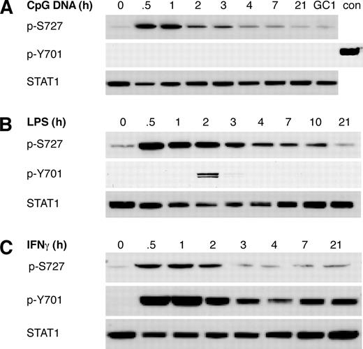 FIGURE 4. CpG DNA triggers S727, but not Y701, STAT1 phosphorylation in BMM. BMM were treated with A, CpG DNA or the GC inversion of the CpG DNA oligonucleotide (GC, for 1 h) to control for CpG DNA-independent effects; B, LPS; or C, IFN-γ over a time course. Phospho-S727 STAT1 (p-S727), phospho-Y701 STAT1 (p-Y701), and total STAT1 in whole cell extracts were detected by immunoblotting. A positive control (con, 0.5-h IFN-γ stimulation) was included for the detection of phospho-Y701 STAT1 on blots containing CpG DNA time courses. Profiles are indicative of at least three independent experiments.