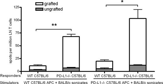 FIGURE 7. The indirect pathway of allorecognition in PD-L1−/− and wild-type C57BL/6 recipients grafted with BALB/c corneas. Responder T cells were isolated from lymph nodes of PD-L1−/− or wild-type C57BL/6 recipients (n = 6) 7 days after transplantation, or from ungrafted mice, and stimulated with irradiated syngeneic APC (wild-type or PD-L1−/− C57BL/6; ratio 1:3) and BALB/c donor sonicates. The frequency of indirectly activated T cells in grafted mice was measured by the IFN-γ-ELISPOT assay and compared with their respective background signals from ungrafted mice. Significantly stronger T cell priming was evident in PD-L1−/− recipients (∗, p < 0.05; ∗∗, p < 0.01). The results are depicted as the mean number of spots per million responder T cells loaded ± SEM and represent one of three independent experiments.