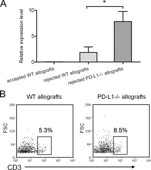 FIGURE 9. Influence of graft PD-L1 expression on T cell infiltration and IFN-γ levels. Wild-type and PD-L1−/− corneas from C57BL/6 mice were transplanted onto BALB/c mice. A, Wild-type and PD-L1−/− allografts undergoing acute rejection were harvested and subjected for real-time PCR analysis of IFN-γ mRNA levels. Accepted wild-type allografts were used as a negative control. The expression of IFN-γ transcript was significantly higher in PD-L1−/− rejected allografts than in wild-type rejected allografts (∗, p < 0.05), but not detectable in accepted wild-type allografts. B, Flow cytometric analysis of infiltrating CD3+ T cells in the wild-type and PD-L1−/− allografts 4 wk posttransplantation. Numbers indicate the percentage of the stained cells relative to the total cells yielded from collagenase digestion of six corneal allografts. Negligible staining (<1%) was observed with isotype control Ab (data not shown). Data are representative of two similar experiments.