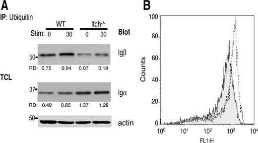 FIGURE 3. Igβ ubiquitinylation is mediated by Itch. A, Purified B splenocytes from Itch−/− or Itch+/+ littermate controls were lysed, immunoprecipitated with anti-Ub Abs, and immunoblotted with anti-Igβ Abs (upper panel). Corresponding total cell lysates were immunoblotted with anti-Igα (middle panel) and anti-actin Abs (lower panel). Below each anti-Igβ and -Igα immunoreactive species is shown the relative density of that band divided by the relative density of the corresponding actin band. B, Purified splenocytes from WT (filled curve) or Itch−/− splenocytes (open curve) were stained with anti-IgM plus IgG F(ab)2 Abs and analyzed by flow cytometry.