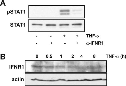 FIGURE 4. Type I IFNRs are required for STAT1 phosphorylation induced by TNF-α. A, We pretreated HeLa cells with a type I IFNR Ab, anti-IFNR1 (α-IFNR1; 5 μg/ml), or with an isotype-matched control Ab for 5 min and then stimulated the cells with TNF-α (10 ng/ml) for 4 h. The levels of phosphorylated (pSTAT1) and total STAT1 (STAT1) were then determined by immunoblot analyses as described in Materials and Methods. The results are representative of three experiments conducted under similar conditions. B, Immunoblot analysis of type I IFNR expression in HeLa cells stimulated with TNF-α for 0–8 h. The results are representative of three experiments conducted under similar conditions.