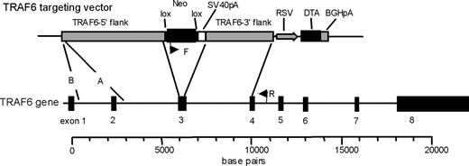 FIGURE 1. TRAF6 targeting vectors. Two TRAF6 targeting vectors were prepared, pT6delA and pT6delB. The two 5′ flanks (A and B) and the common 3′ flank are referenced to a map of the TRAF6 locus. The construct containing the shorter 5′ flank was used in targeting the first copy of the TRAF6 gene in TRAF2-deficient A20.2J cells. The targeting vector containing the longer flank was used in targeting the second copy, and both copies of the TRAF6 gene in TRAF2-sufficient A20.2J cells. The approximate binding sites for the PCR oligonucleotide primers used in screening for homologous recombination are shown (F and R). Positions of loxP recombination sequences (lox), the promoterless neomycin resistance cassette (Neo), a SV40 polyadenylation sequence (SV40pA), and a diphtheria toxin A subunit (DTA) cassette including a RSV promoter and bovine growth hormone polyadenylation sequence (BGHpA) are shown. The backbone of the vector (pUC19) is omitted for clarity.