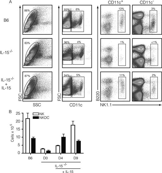FIGURE 1. IL-15−/− mice are deficient in NKDC. A, Splenocytes were analyzed from wild-type B6 and IL-15−/− mice via flow cytometry. CD11c+ and CD11c− cells from viable splenocytes were gated and assessed for NK1.1 and B220 expression. NKDC (CD11c+NK1.1+B220+/−) and NK cells (CD11c−NK1.1+B220+/−) were severely decreased in IL-15−/− mice but restored to levels similar to wild-type B6 mice with exogenous i.p. administration of IL-15 (1 μg) for several days. Flow cytometry plots from day 9 animals are shown. B, Cell counts for NKDC and NK cells on days 4 and 9 of IL-15 administration are shown. Data are representative of five separate experiments with similar results.