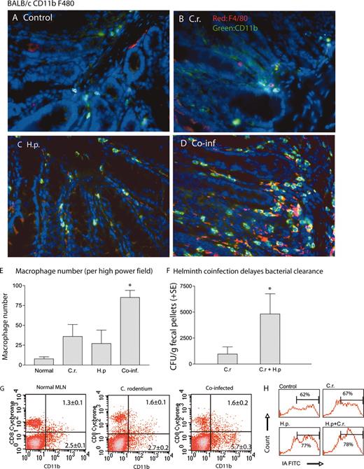 FIGURE 1. Helminth coinfection results in an increased number of macrophages in colonic LP. A–D, BALB/c mice were infected with H. polygyrus (200 L3) and inoculated with C. rodentium (5 × 108 CFU) 7 days later. Uninfected control mice (A) and mice infected with C. rodentium (C.r.) (B), H. polygyrus (H.p.) (C), or both (Co-inf, coinfected) (D) were sacrificed 2 wk afer bacterial infection. Five-micrometer sections of frozen colonic tissue (in OCT) were cut and fixed in ice-cold acetone. After washing with PBS, the sections were blocked with PBS and 1% BSA. The tissue sections were incubated with anti-CD11b-FITC (green) and biotin-labeled anti-F4/80 Ab followed by streptavidin-Cy3. The sections were analyzed by immunofluorescence microscopy. Magnification, ×400. All images were digitized and cropped in Adobe Photoshop LE 5.0 (Adobe Systems). E, The mean number of positive cells detected in each high power field (magnification, ×200) was determined by counting 10 fields from each sample (samples from three mice per group were counted). F, Mice that were coinfected with H. polygyrus and C. rodentium have higher bacterial output in the fecal pellets. The data shown are the number of bacteria recovered from fecal samples of C. rodentium-infected mice and coinfected mice at 3 wk postinfection. The data are represented as the mean ± SEM (n = 5–10 mice at each time point). ∗, p < 0.05 for a comparison of coinfected group vs every other group. G and H, FACS data show that helminth coinfection enhances the expansion (mean ± SE, n = 3 per group) and activation of macrophages in MLN. MLN cells were collected from noninfected and infected mice and stained for macrophages with FITC-labeled Ab or costained with PE-labeled anti-Mac-1 and FITC-labeled anti MHC II for the determination of activation of the cells. H, FACS data shows MHC II (IA) expression levels on a gated Mac-1 cell population.