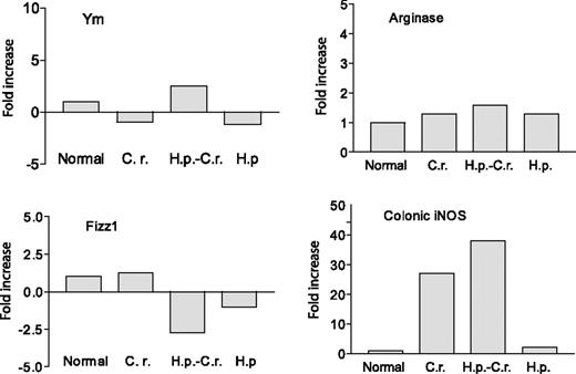 FIGURE 5. H. polygyrus infection fails to induce the development and accumulation of alternatively activated macrophages in the colon of STAT6 KO mice. Colonic tissues were collected from uninfected STAT6 KO mice (Normal), STAT6 KO mice infected with C. rodentium (C.r.), H. polygyrus (H.p.), or both (H.p.-C.r.) (2 wk after bacterial infection). Total RNA was isolated from the colonic tissues. Gene expression for alternatively activated macrophages (Arg1, Fizz1, and Ym1) and classically activated macrophages (iNOS) of colonic tissues was determined using real-time RT-PCR. Values are the fold increase compared with baseline obtained from uninfected control mice. The data shown are from one of two experiments performed showing similar results.