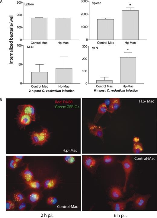 FIGURE 6. H. polygyrus (Hp) infection impairs the bacterial killing capacity of macrophages (Mac). Macrophages were isolated from spleen, MLN (A) and peritoneal cavity (B), incubated overnight in complete DMEM, and then exposed to C. rodentium (or GFP-expressing C. rodentium, ∼10 bacteria/cell) for 1 h. After the completion of the infection period, the cells were incubated with gentamicin-containing medium, which kills extracellular bacteria. A, Two and 6 h after antibiotic treatment, the number of viable internalized bacteria recovered in macrophages from spleen and MLN was determined by plating the cell lysates onto LB plates. The data shown is the mean + SE of triplicate cultures. ∗, p < 0.05 for a comparison of cells isolated from uninfected mice vs cells obtained from helminth-infected mice. B, Immunofluorescence microscopy data show the number of internalized bacteria in peritoneal macrophages (stained with anti-F4/80 and Cy3) from H. polygyrus (H.p.)-infected and uninfected mice at 2 and 6 h after C. rodentium-GFP infection (p.i., postinfection). Peritoneal macrophages from H. polygyrus-infected mice display an impaired ability to control growth of internalized bacteria compared with cells from uninfected control mice. The data shown are from one of three experiments performed showing similar results.