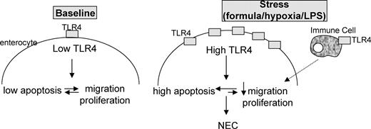 FIGURE 11. Model for the role of TLR4 in the pathogenesis of NEC. As described in the text, exposure of the newborn intestine to hypoxic/endotoxemic stress leads to an increase in the expression of TLR4 in the intestine or on immune cells that migrate into the intestine, causing enhanced apoptotic injury to the small intestinal mucosa, and impaired healing through inhibitory effects on enterocyte migration and proliferation.