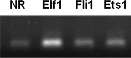 FIGURE 4. Elf-1 binds to the FcRγ promoter in vivo. Lysates of formaldehyde treated Jurkat T cells were subjected to immunoprecipitation with the Abs as indicated. The immunoprecipitates underwent deconjugation and thorough washing before they were subjected to purification of DNA which was then PCR amplified with primers specific for the FcRγ promoter. NR, Normal rabbit Ab.