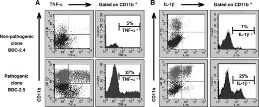 FIGURE 2. Inflammatory cytokine production in macrophages recruited to the pancreas by a pathogenic T cell clone. Expanded cultures of the BDC-2.5 T cell clone or the nonpathogenic BDC-2.4 Th1 T cell clone were injected into young NOD.scid recipients. At 4–6 days after transfer, pancreatic single-cell suspensions were incubated in the presence of Brefeldin A and were stained for surface expression of CD11b and for intracellular cytokine protein. TNF-α (A) or IL-1β (B) production by these macrophages was analyzed by flow cytometry. Histograms gated on CD11b+ cells are included to indicate the proportion of macrophages staining positive for the indicated cytokine protein. The data shown are representative of two independent experiments with similar results.